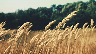 学习管理系统的网站攻击器